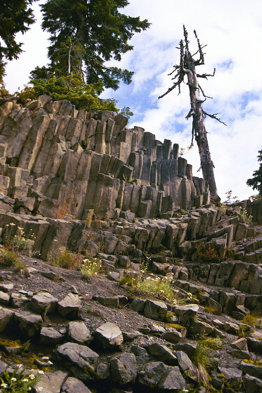 Snag And Columnar Basalt